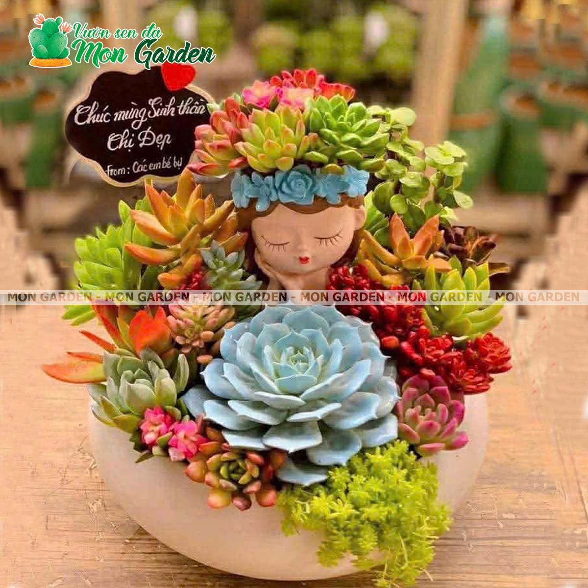 Chậu sen đá tặng sinh nhật "Nàng thơ"