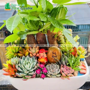 Chậu Tiểu Cảnh Kim Ngân Mix Sen Đá