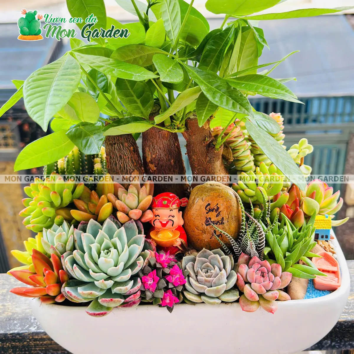 Chậu Tiểu Cảnh Kim Ngân Mix Sen Đá