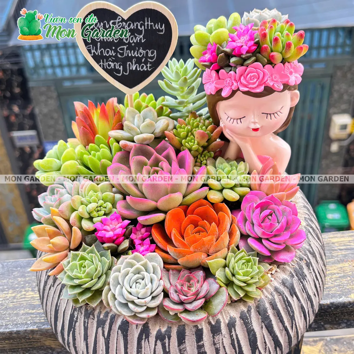 Chậu sen đá khai trương cô bé Chậu sen đá khai trương cô bé