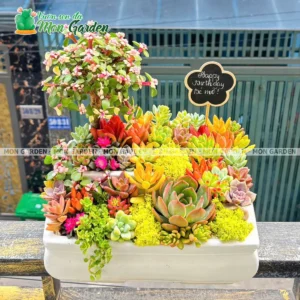 Quà tặng sen đá sinh nhật xanh