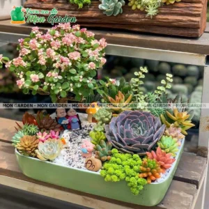 Tiểu Cảnh Sen Đá "Ông Bà Anh" – Món Quà Hiếu Nghĩa, Gói Trọn Tình Thân